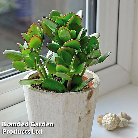 Crassula ovata (House plant)